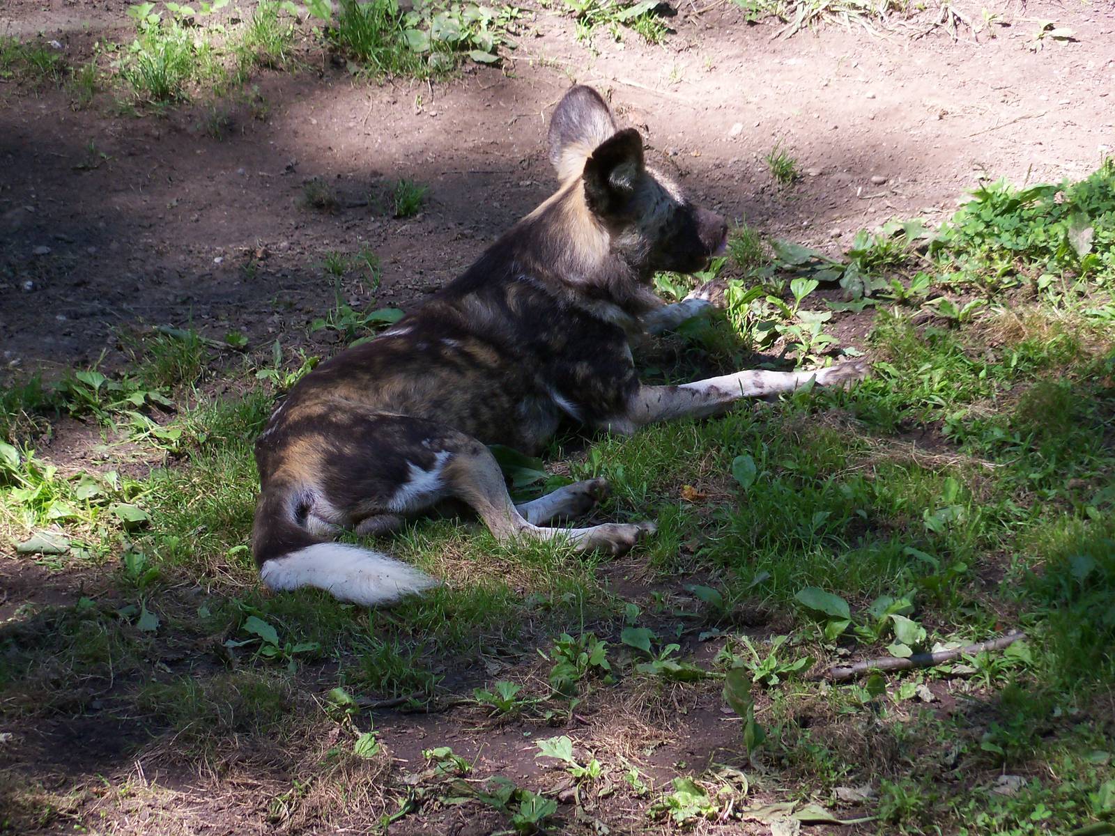 Painted Dog