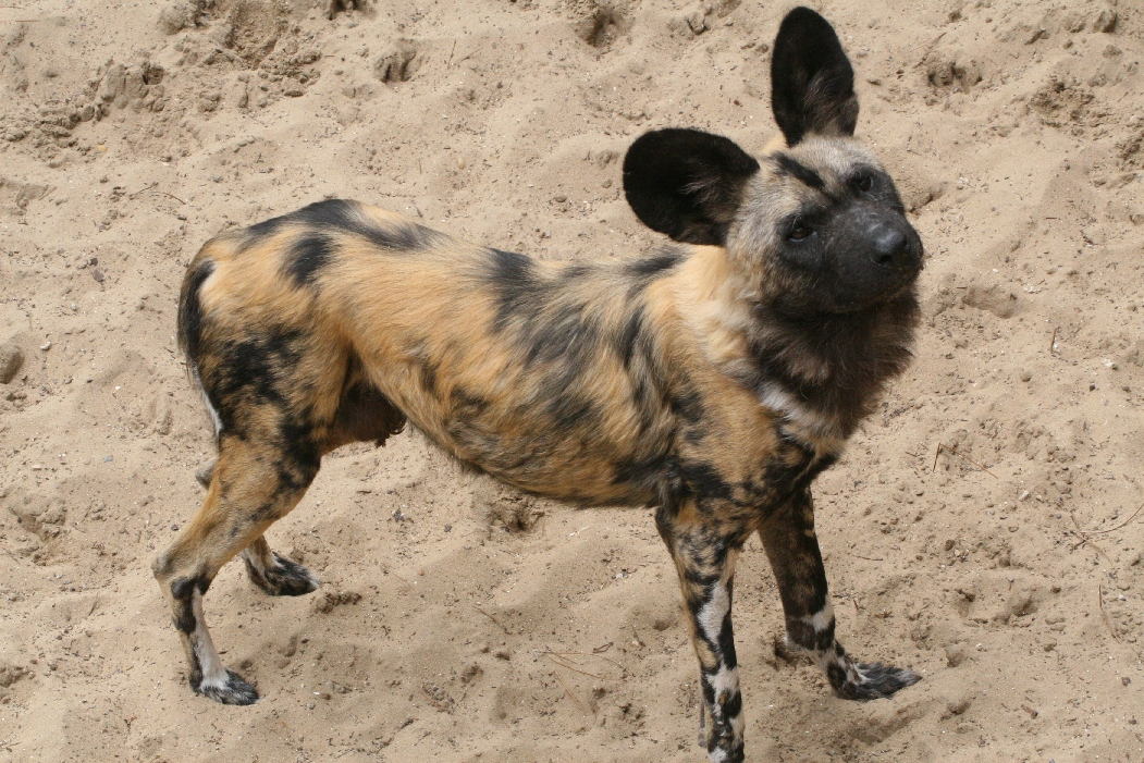 Painted Dog