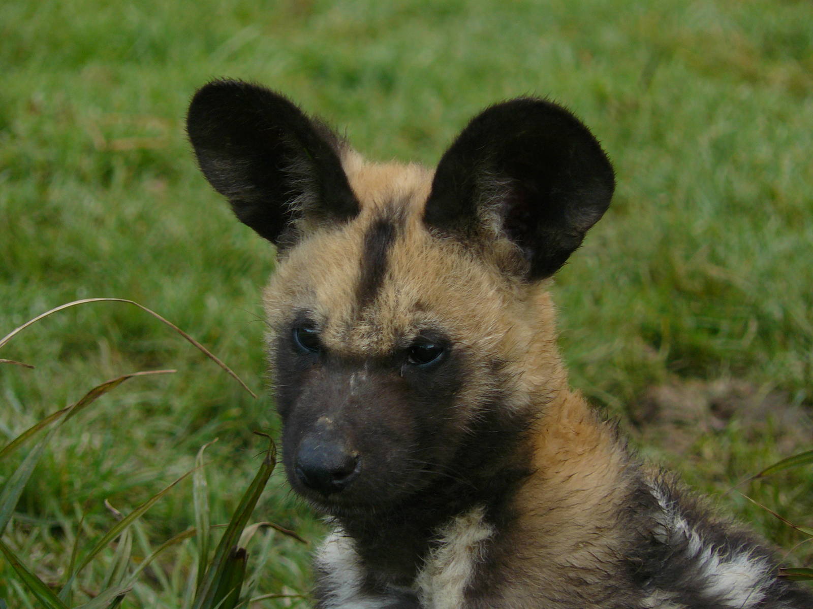 painted dog