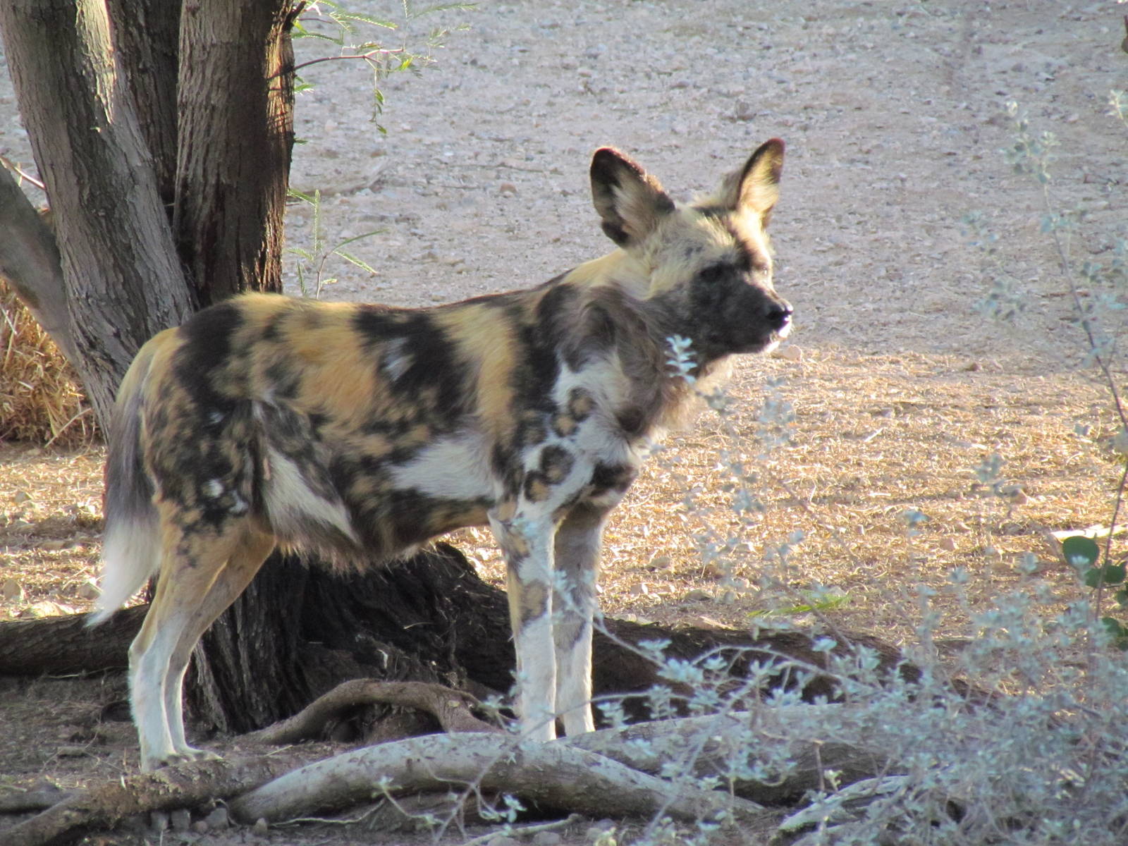 Painted Dog