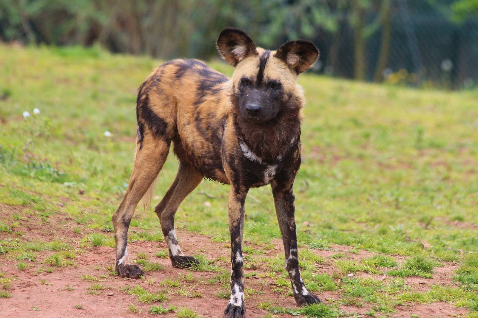 Painted Dog