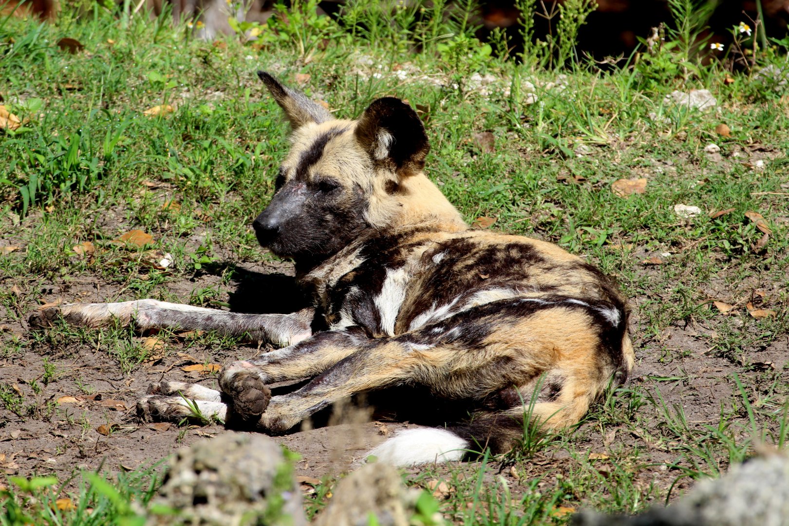 Painted Dog