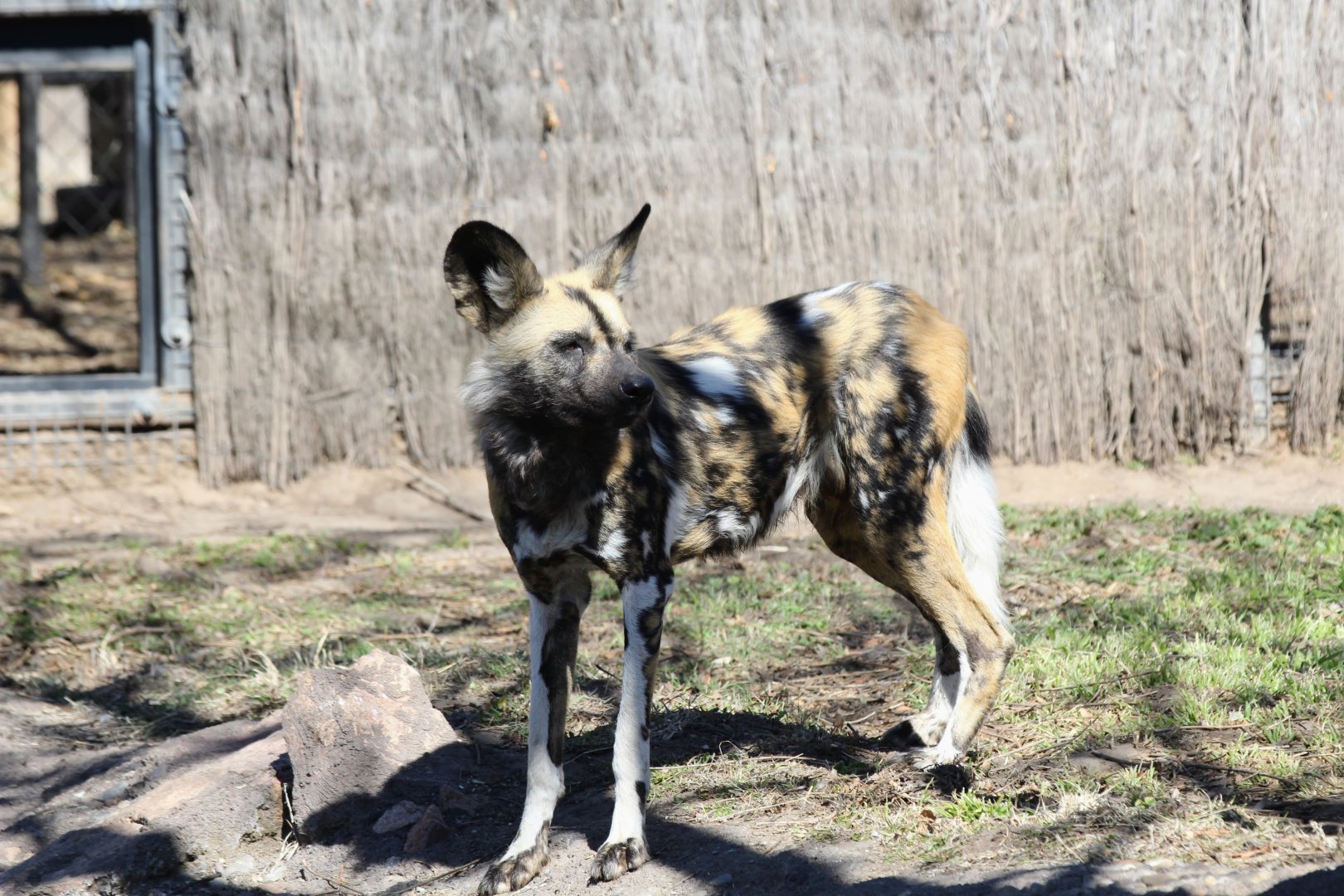 Painted Dog