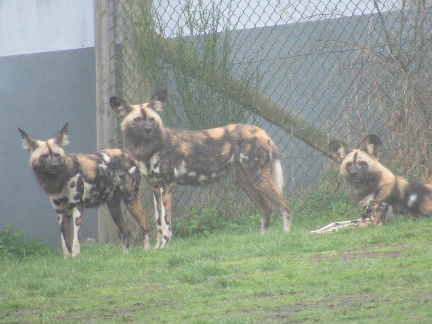 Painted Dog