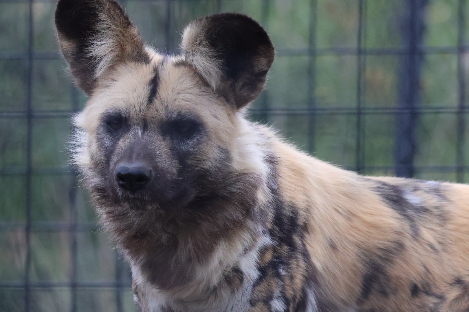 Painted Dog
