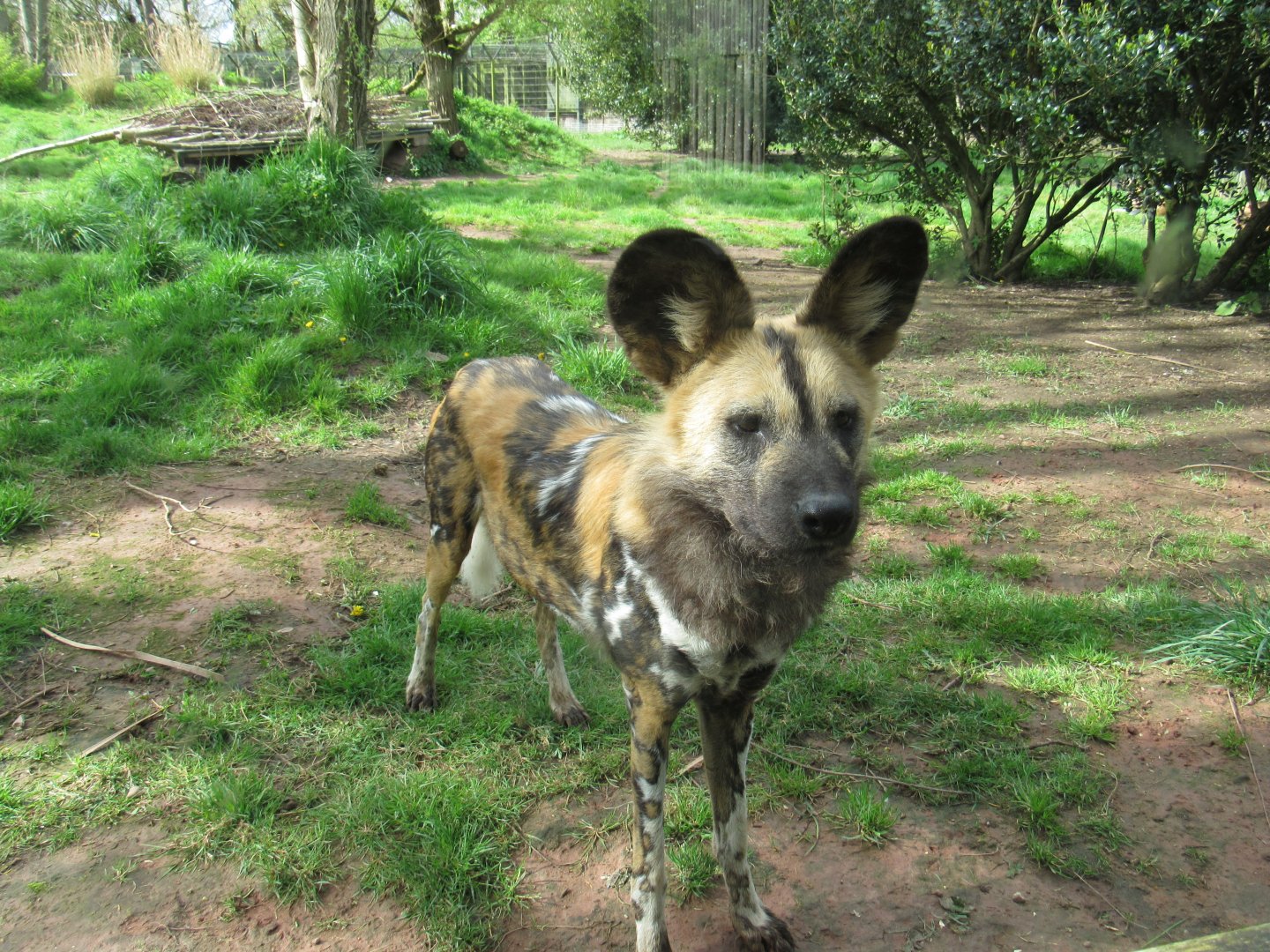 Painted dog