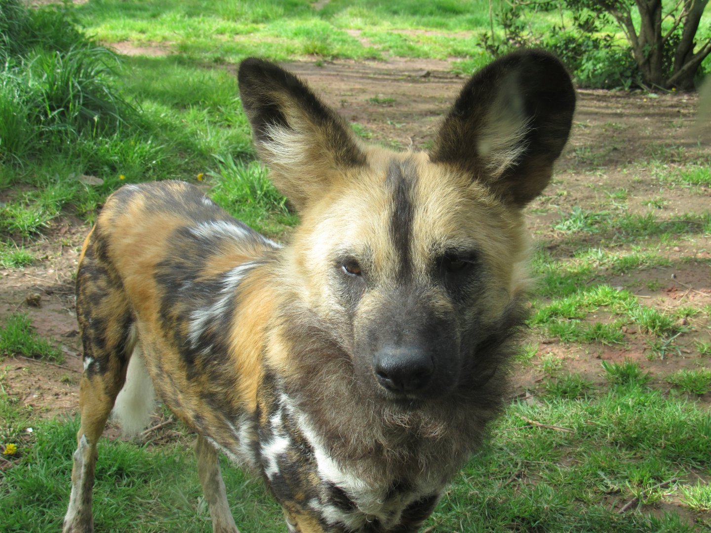 Painted dog