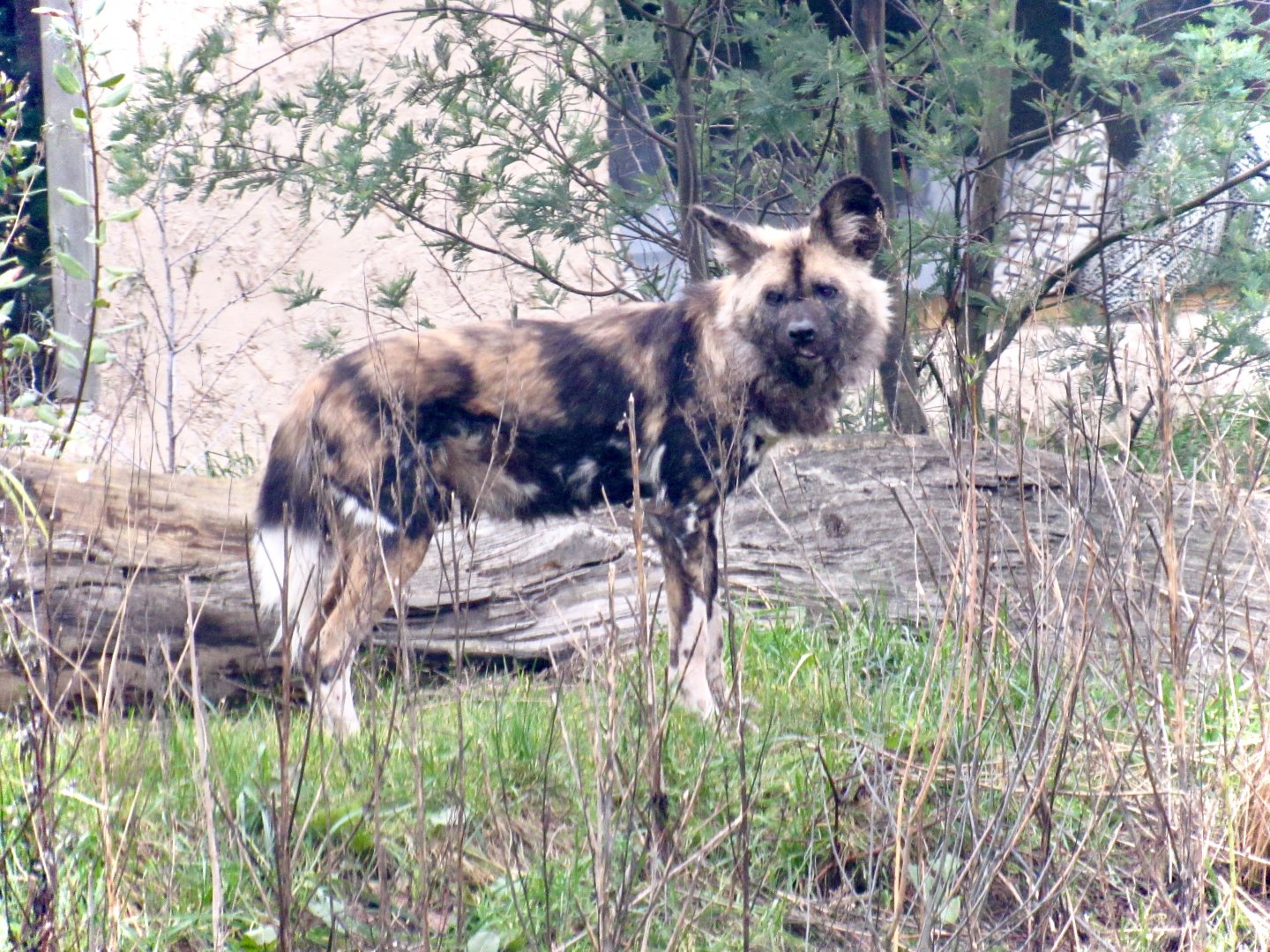 Painted dog