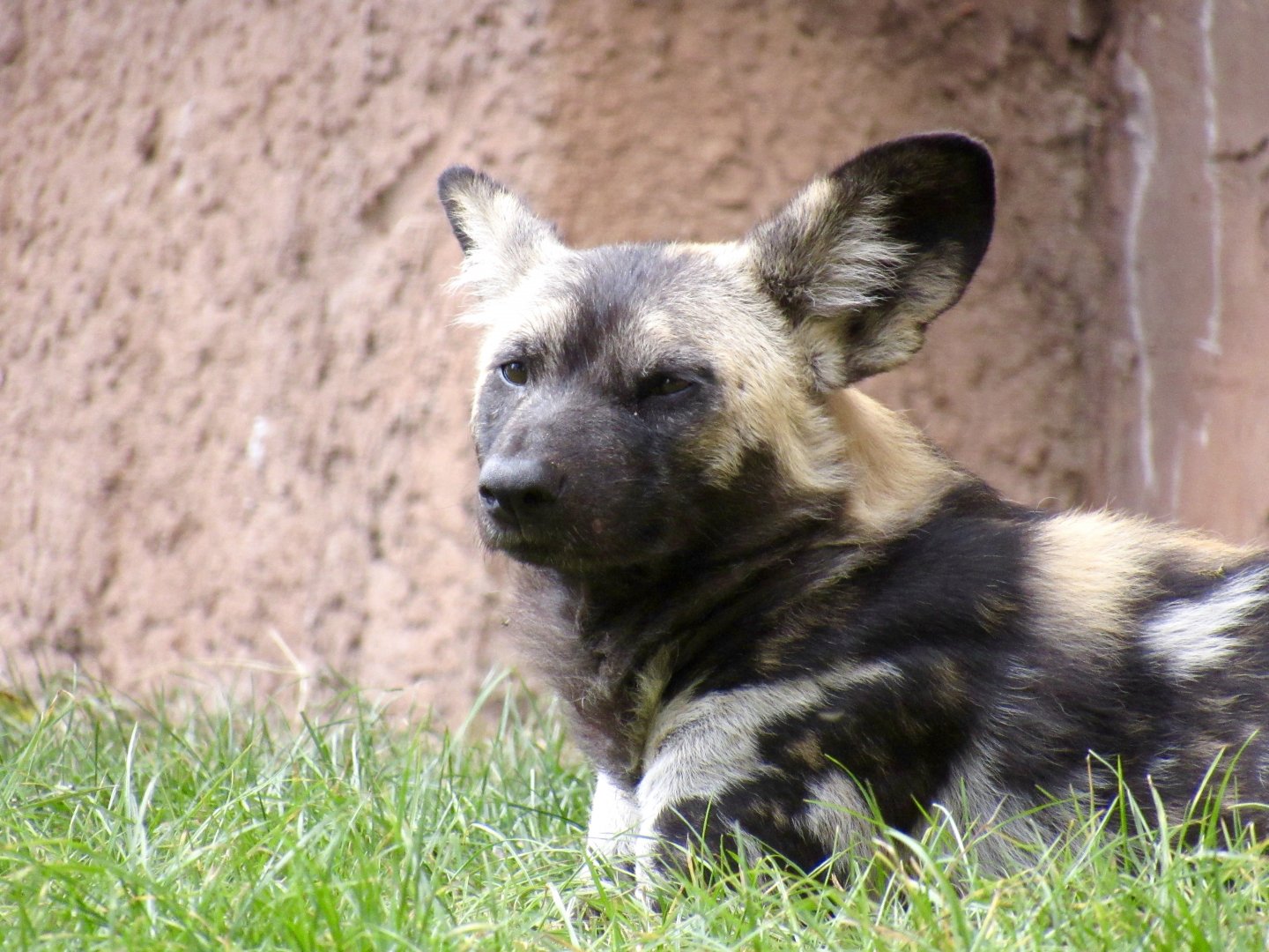 Painted dog