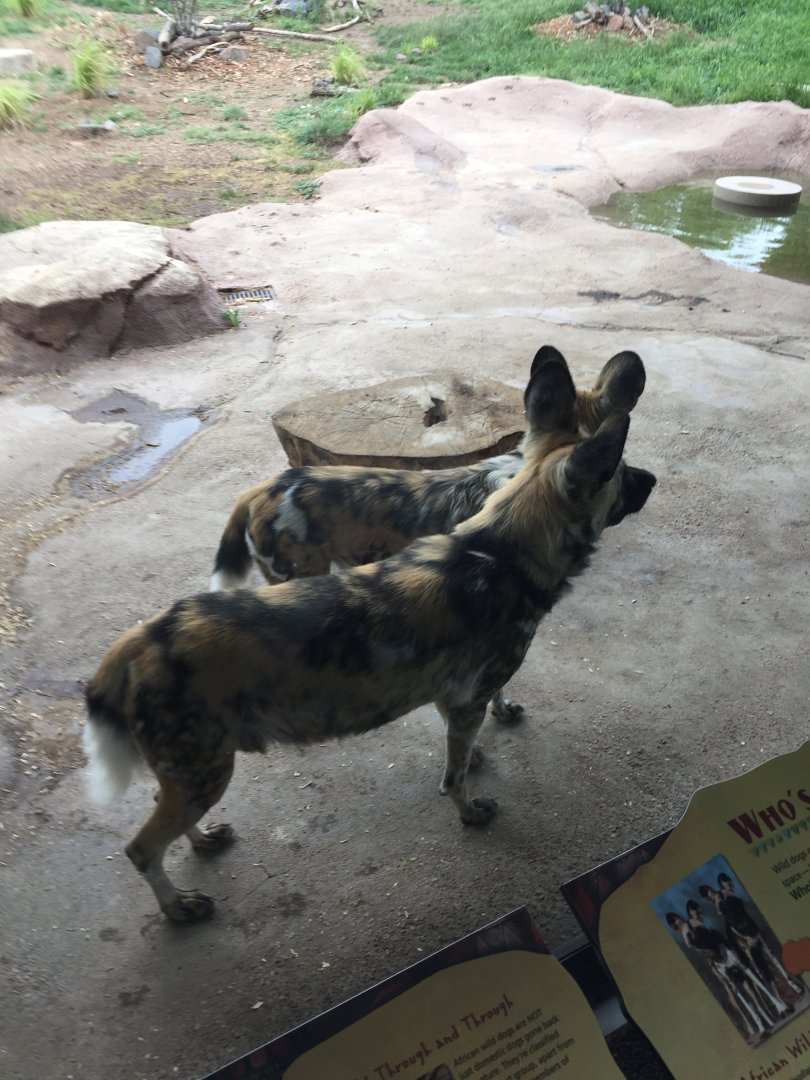 Painted dogs 6-23-2017