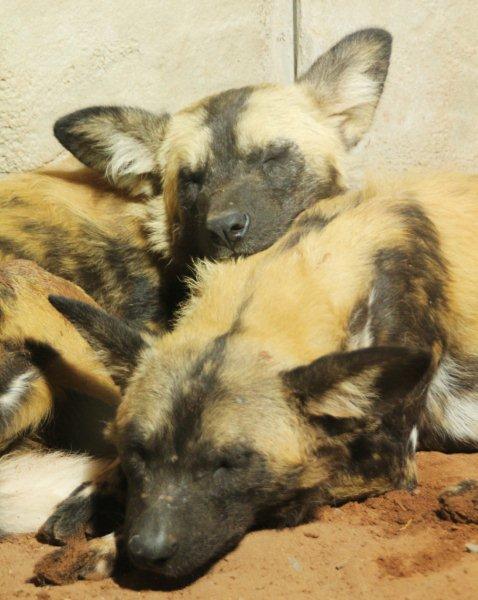 Painted Dogs at rest