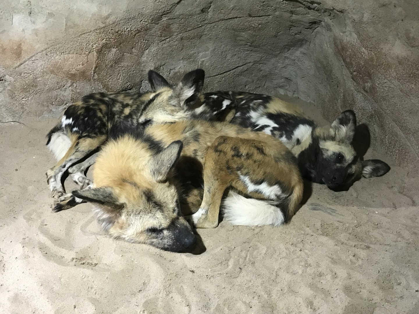 Painted Dogs Inside Sleeping Den