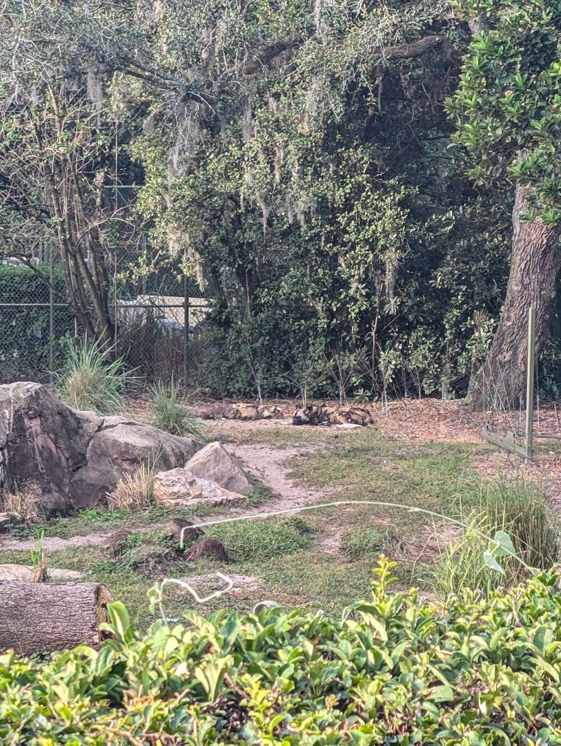 Painted Dogs - Kilimanjaro Safari