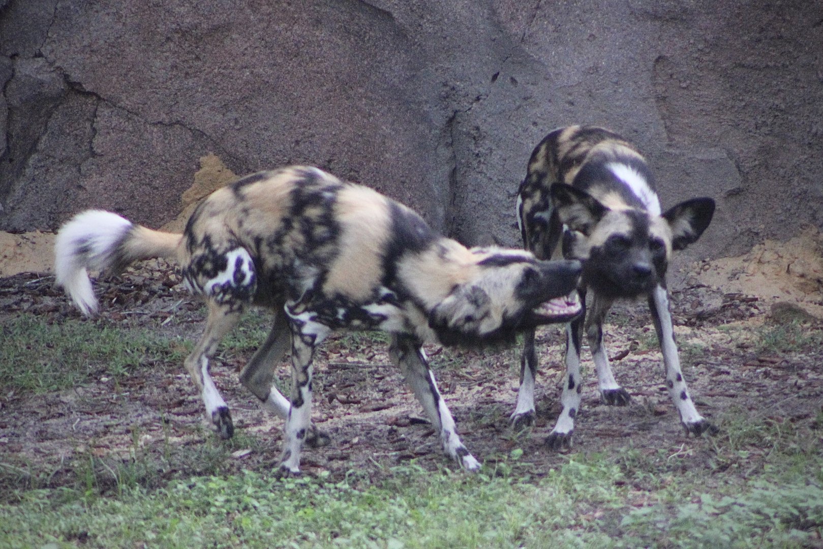 Painted Dogs (Lycaon pictus)