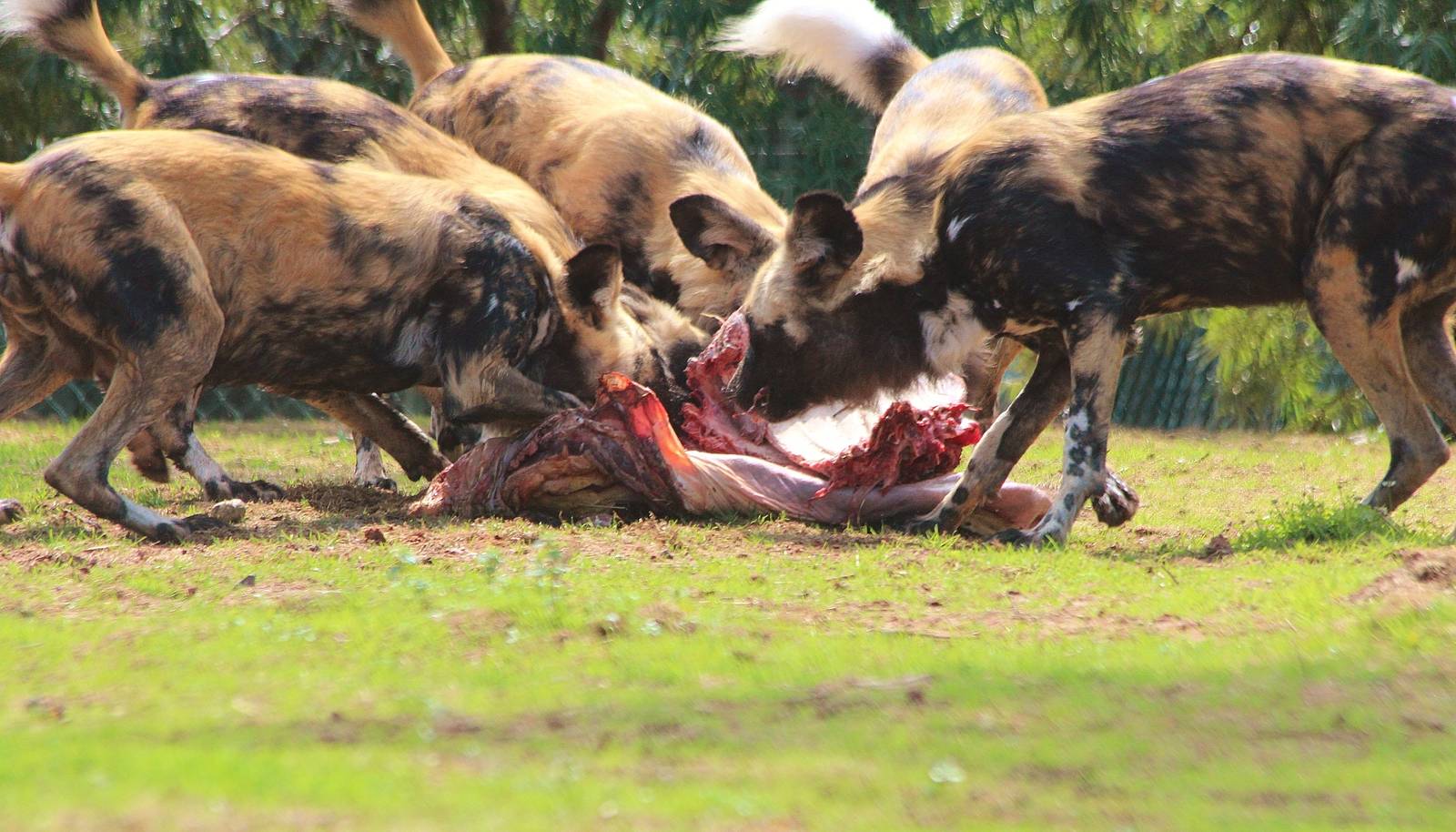Painted Dogs with a carcass