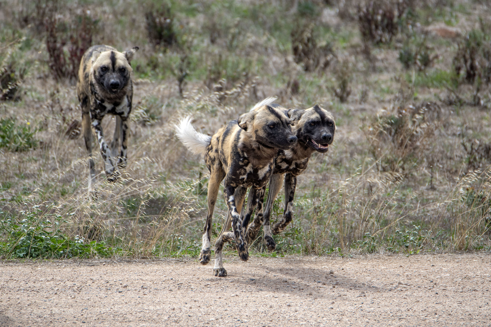 Painted dogs