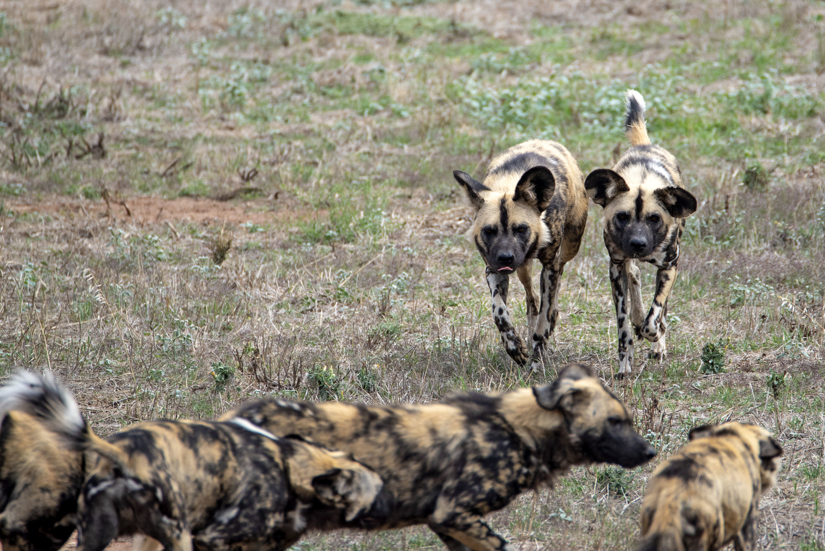 Painted dogs