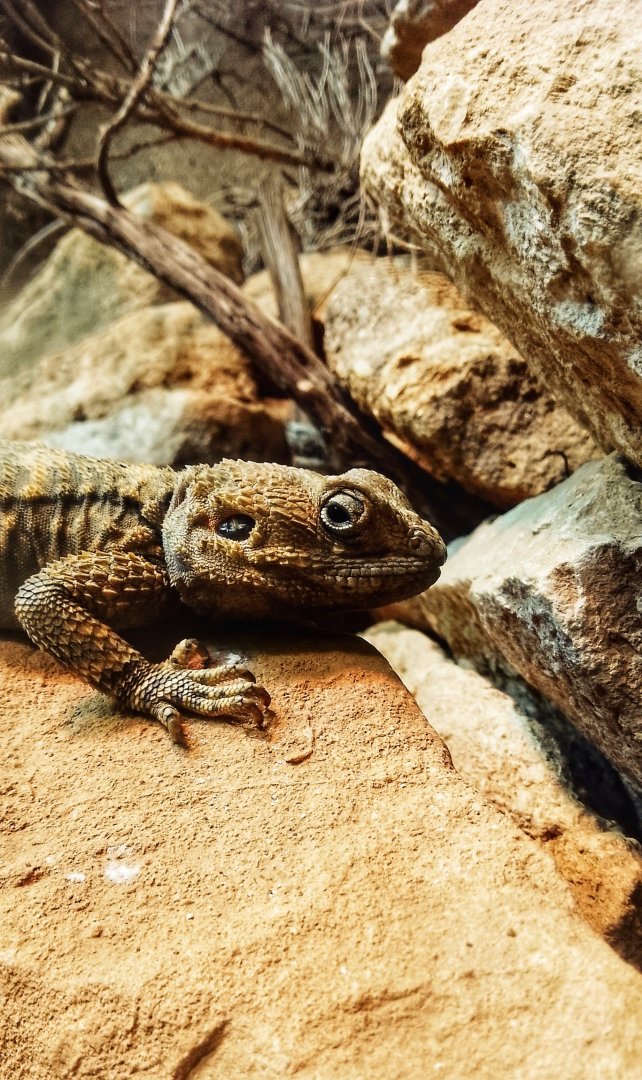 Painted dragon 18102025