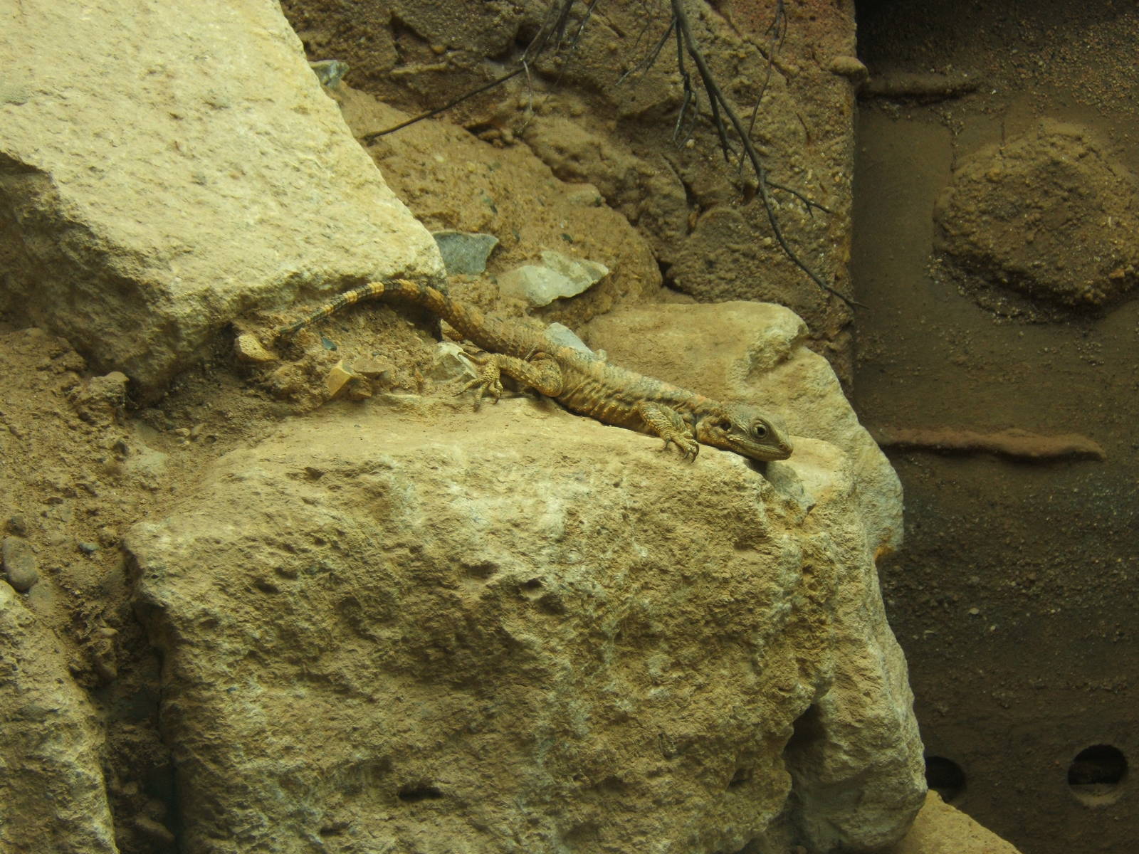 Painted Dragon (Laudakia stellio brachydactyla)