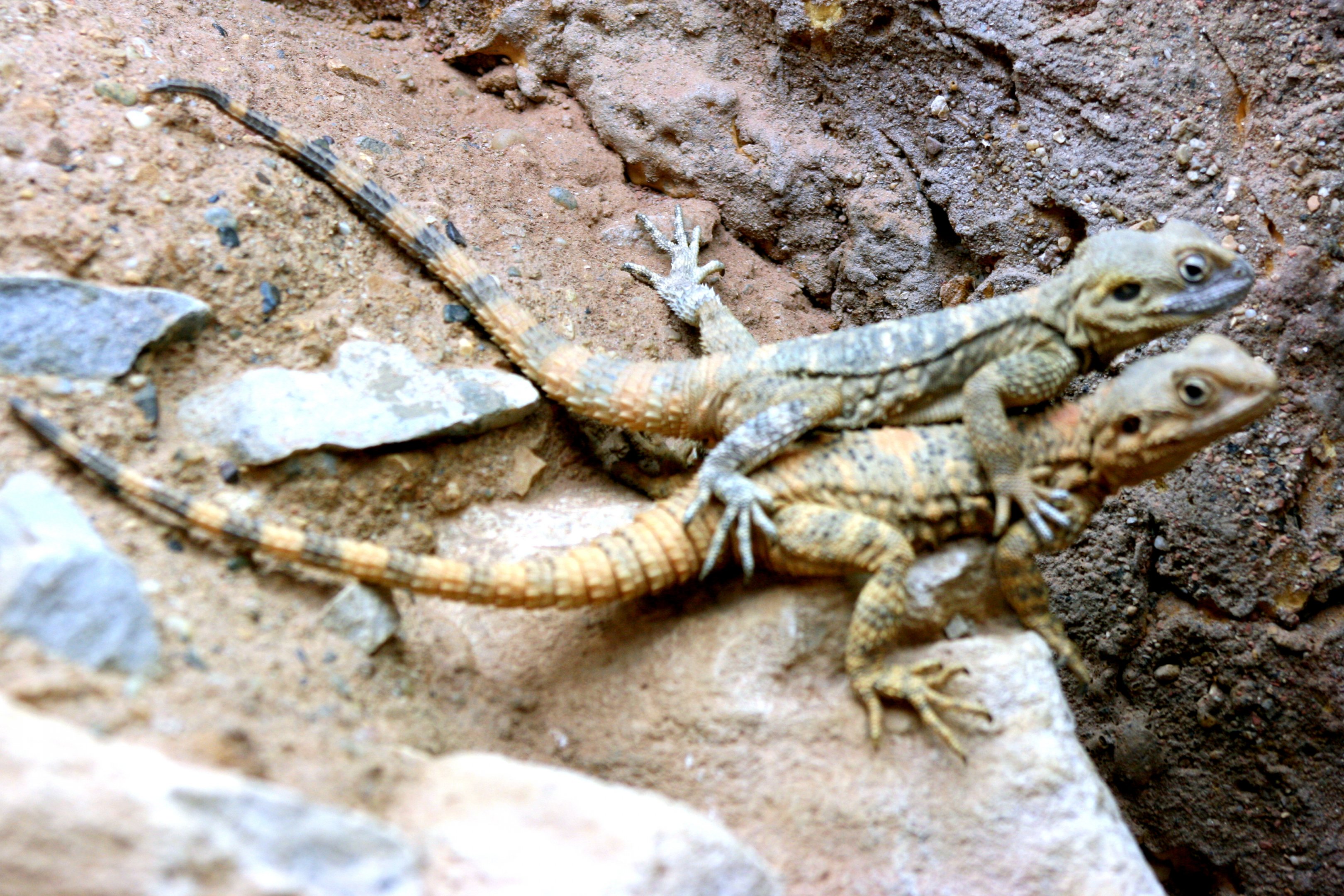 Painted "dragon"; Marwell; 22nd April 2017