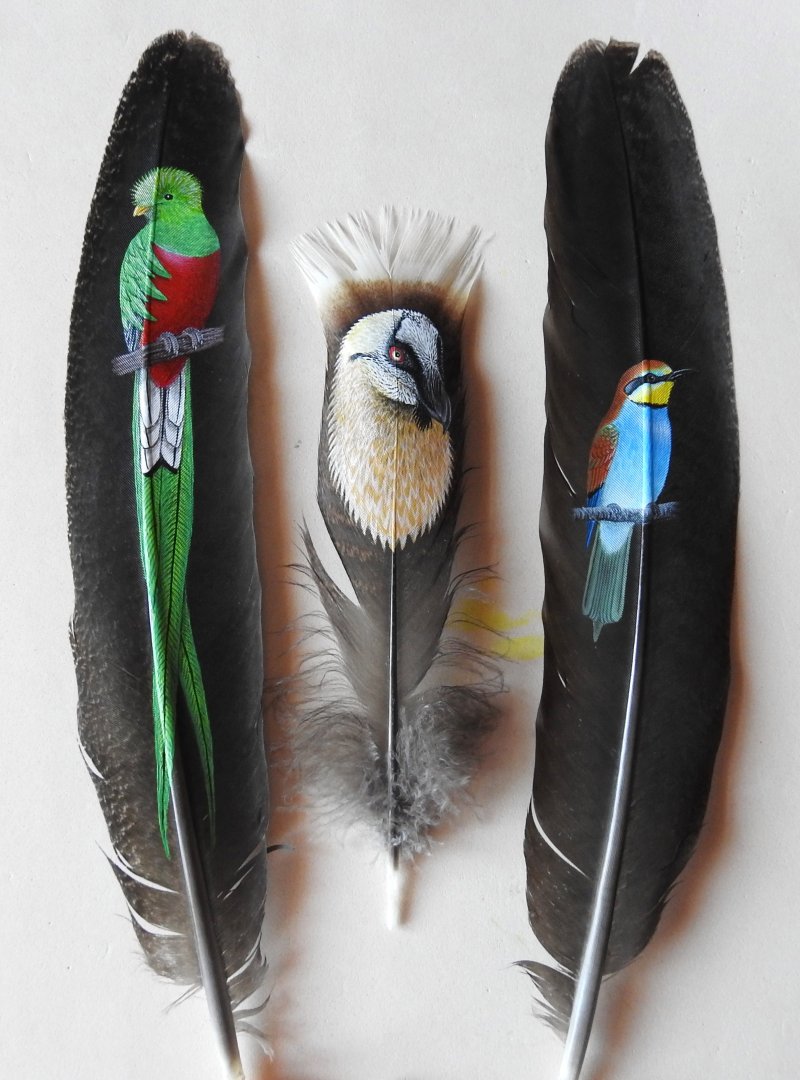 Painted feathers
