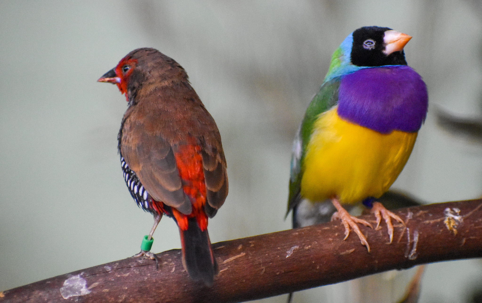 Painted Finch and Gouldian Finch