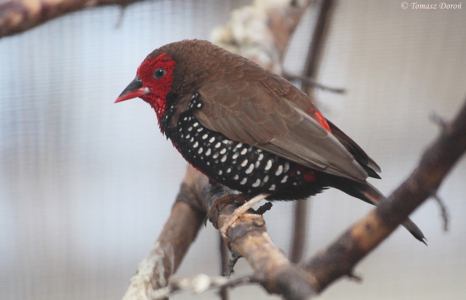Painted Finch (Emblema pictum), October 2014
