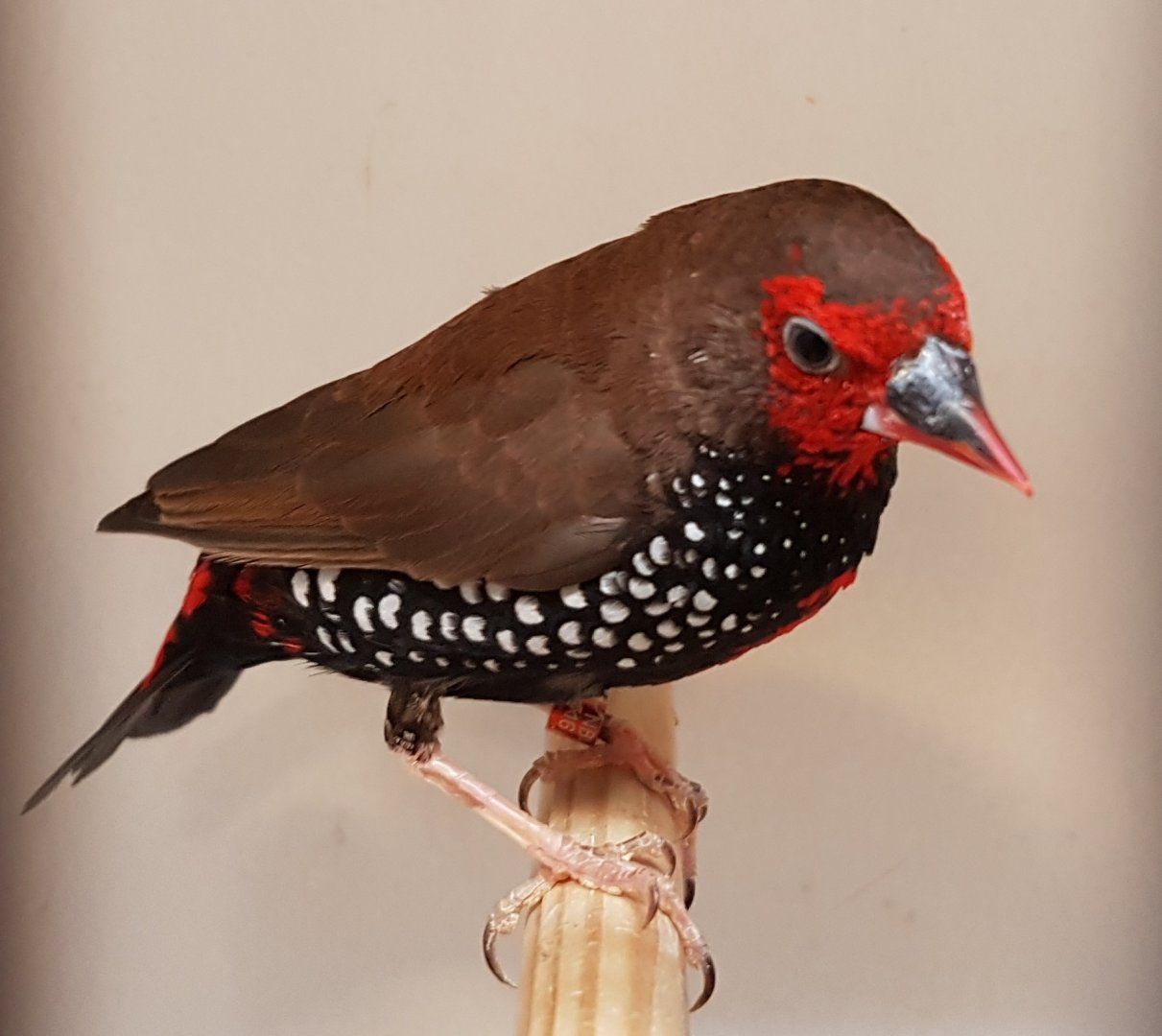Painted firetail