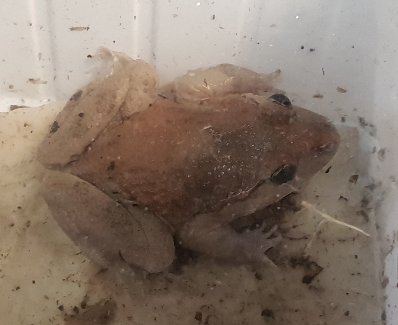 Painted frog - Discoglossus pictus