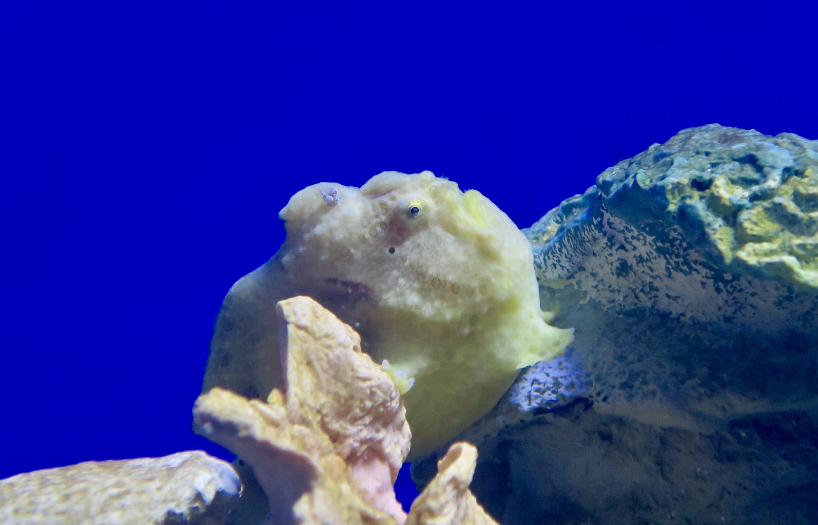 Painted Frogfish (Antennarius pictus)