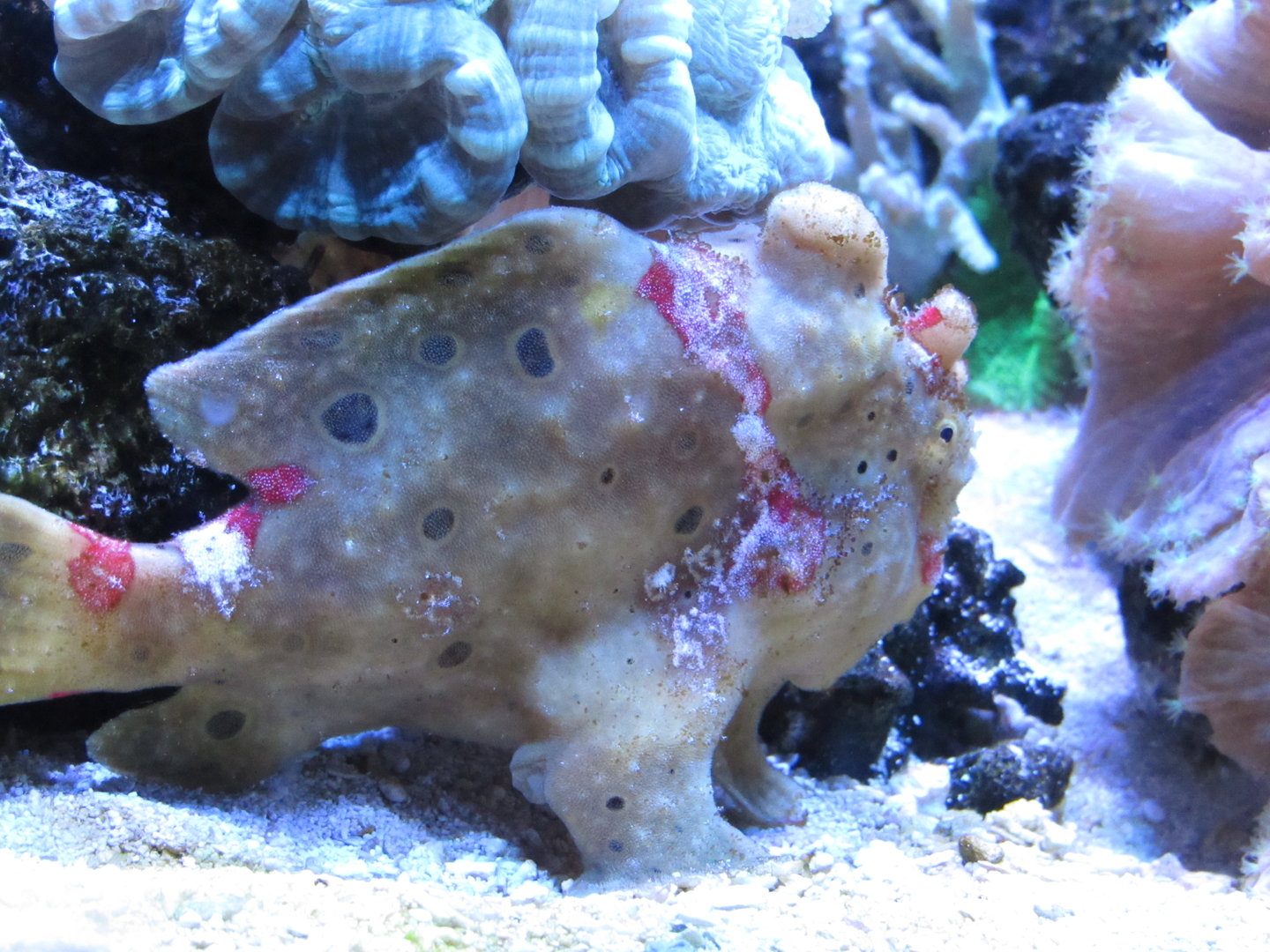 Painted Frogfish at Jenkinson's Aquarium