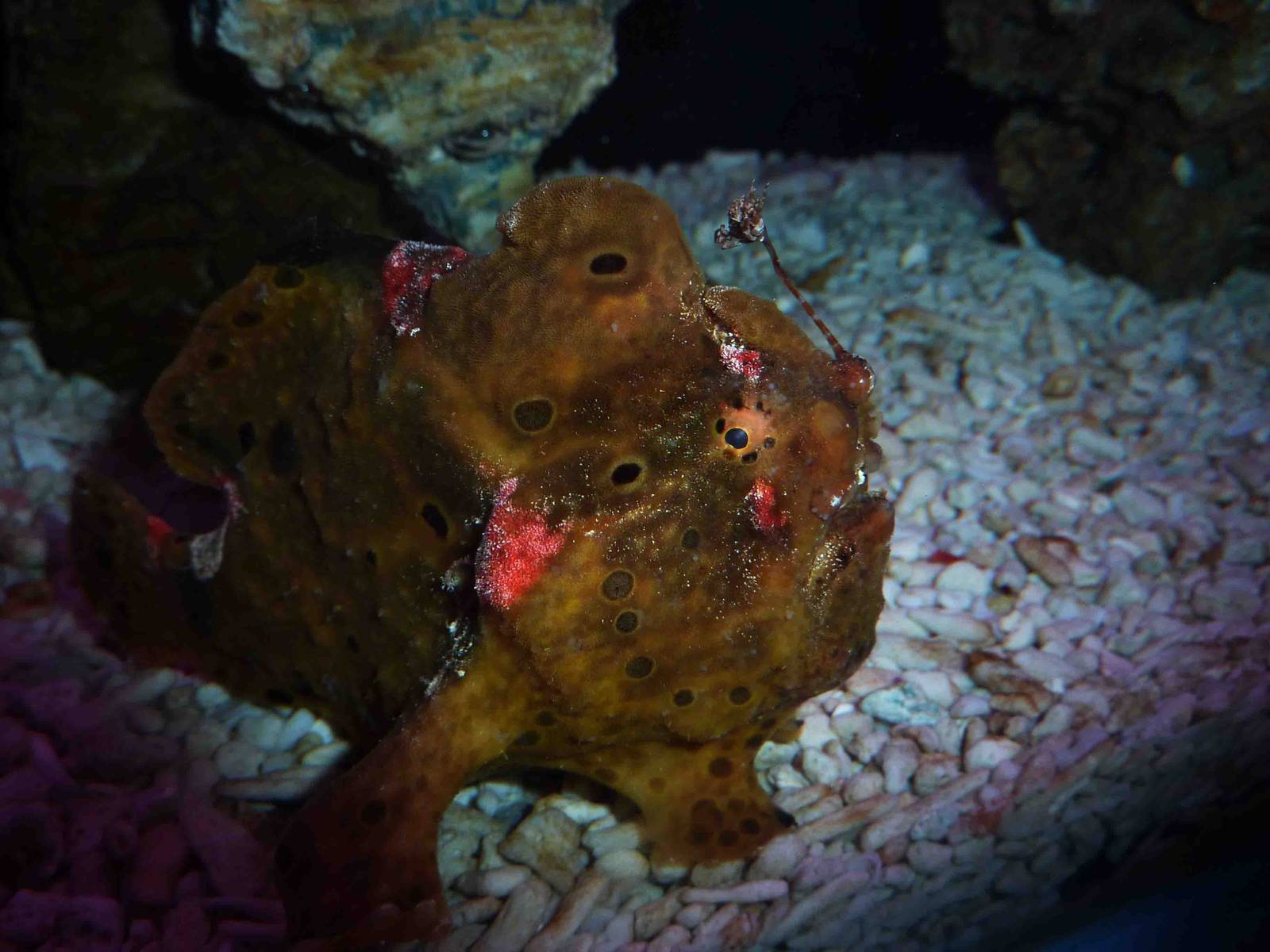 Painted frogfish, May 2013.