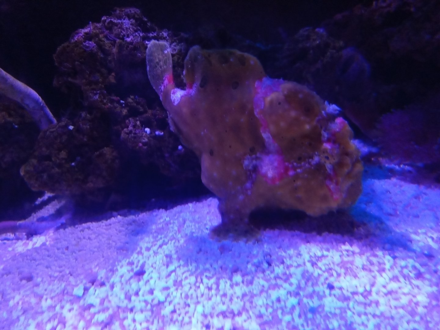 Painted frogfish