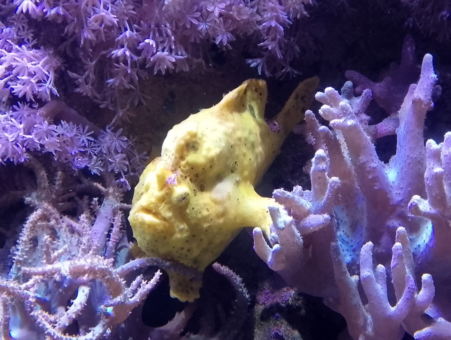Painted frogfish