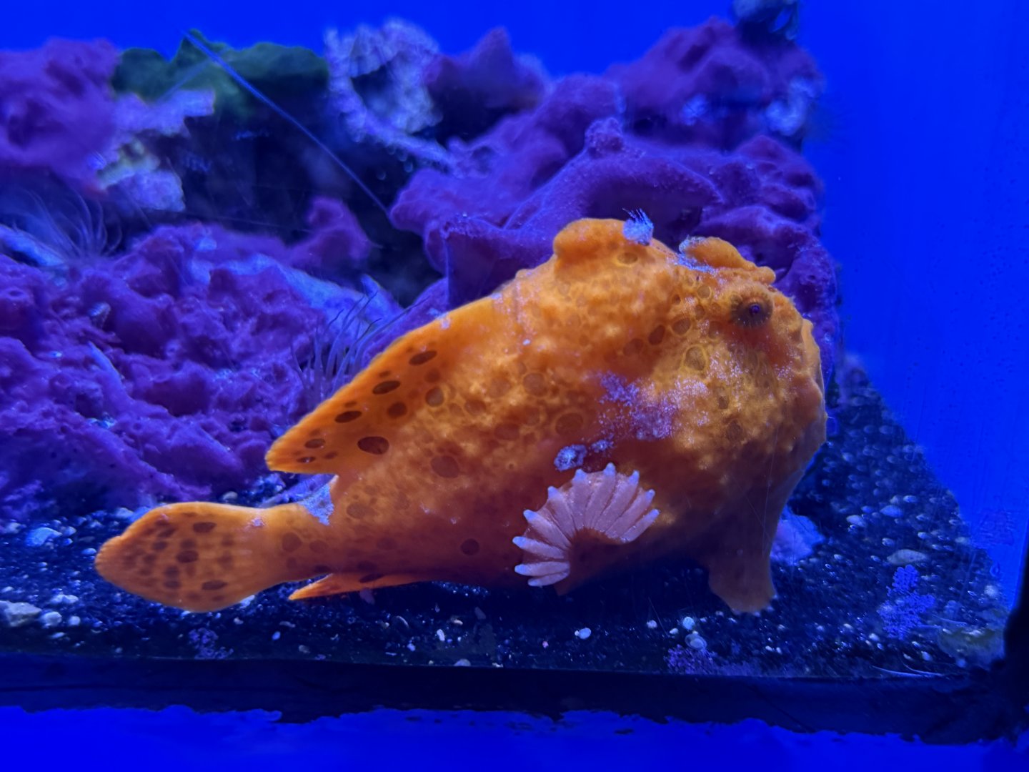 Painted frogfish