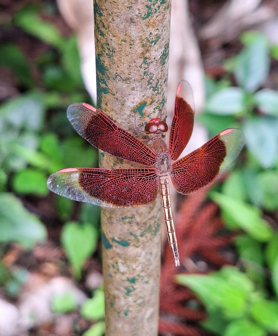 Painted Grasshawk (Neurothemis stigmatizans)