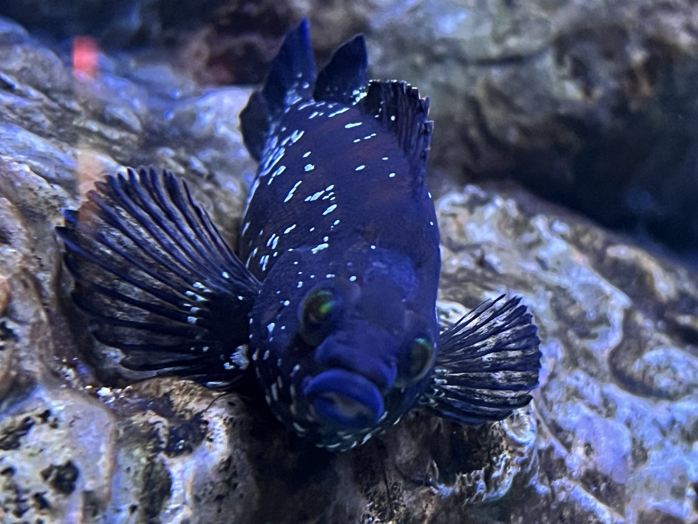 Painted Greenling (Oxylebius pictus)
