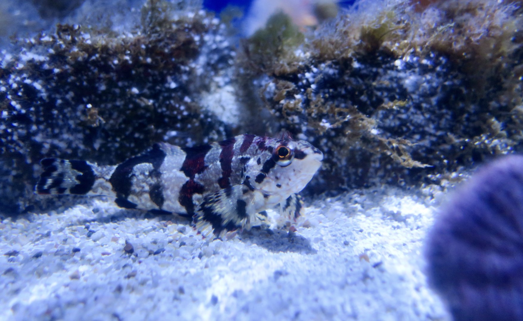 Painted Greenling (Oxylebius pictus)