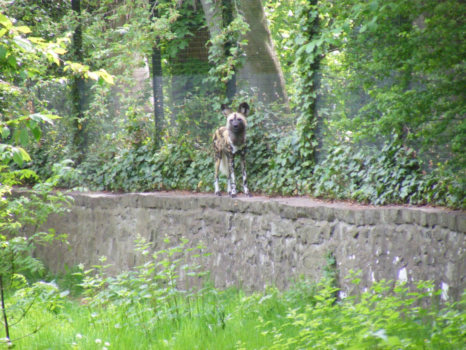 Painted hunting dog at Edinburgh Zoo, 21 May 2010