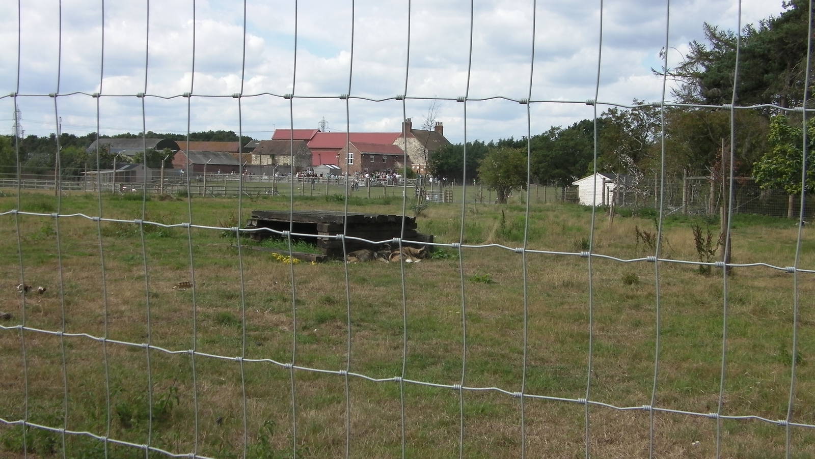 Painted Hunting Dog Enclosure - 19.08.2011