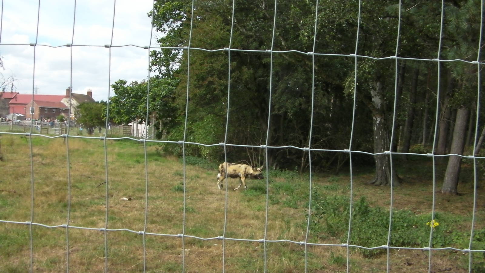 Painted Hunting Dog Enclosure - 19.08.2011