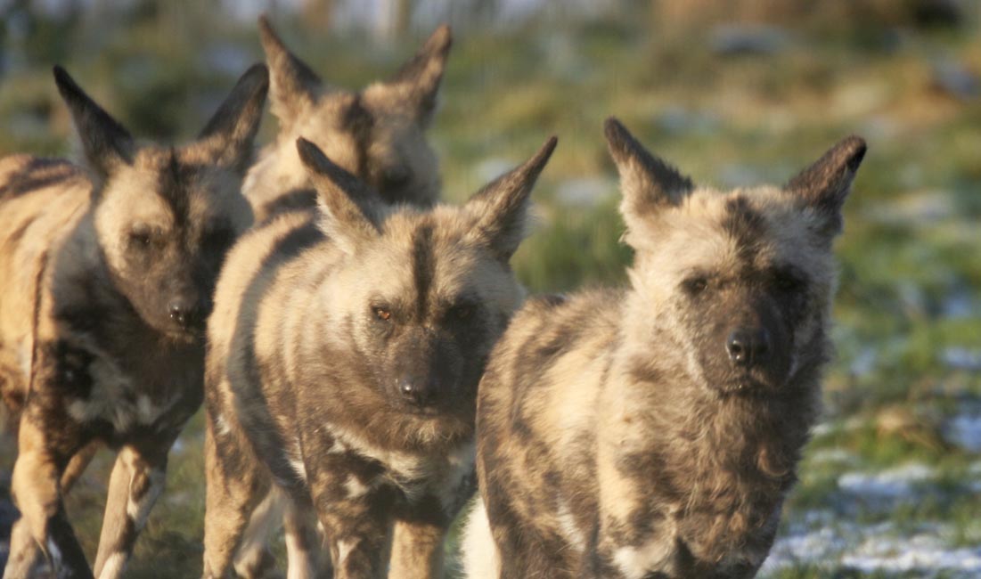 Painted Hunting Dogs