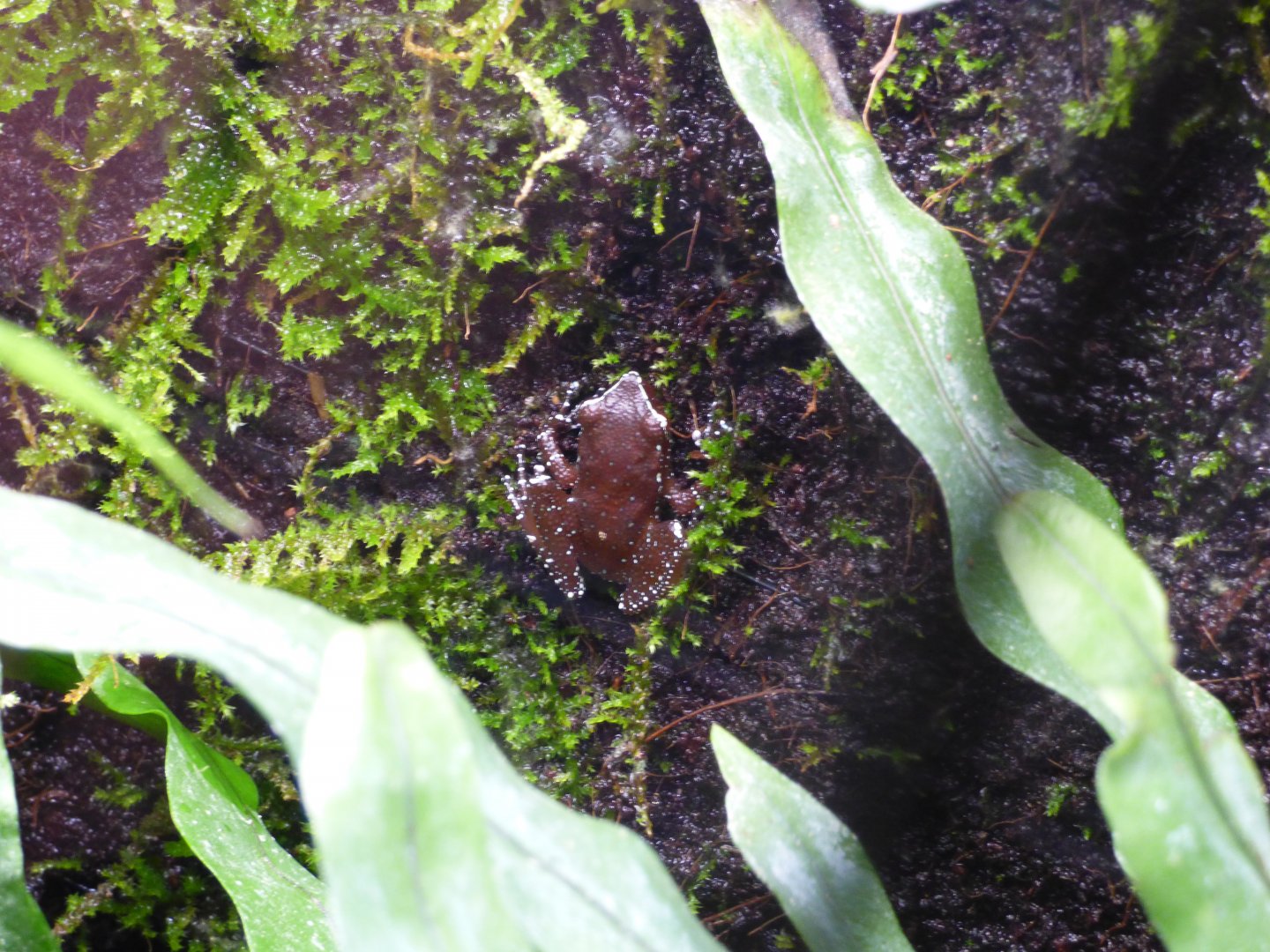 Painted Indonesian Treefrog (Nyctixalus pictus)