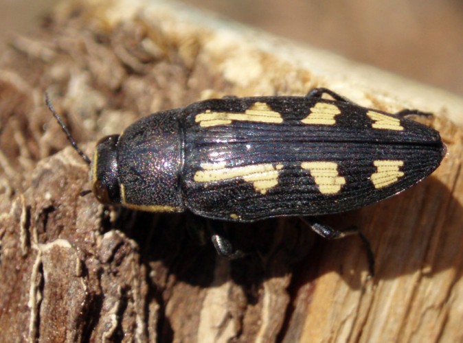 Painted Jewel Beetle (Buprestis novemmaculata)