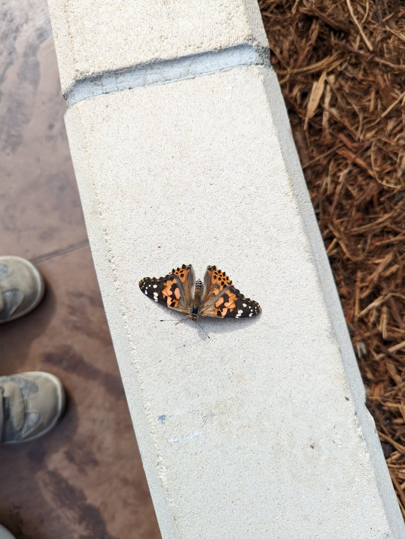 Painted Lady Butterfly at the Greensboro Science Center