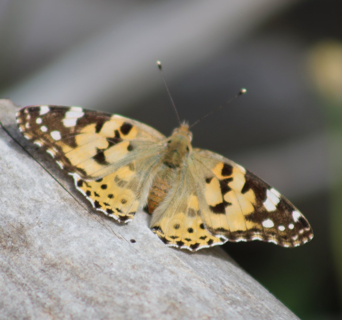 Painted lady - Vanessa cardui cardui
