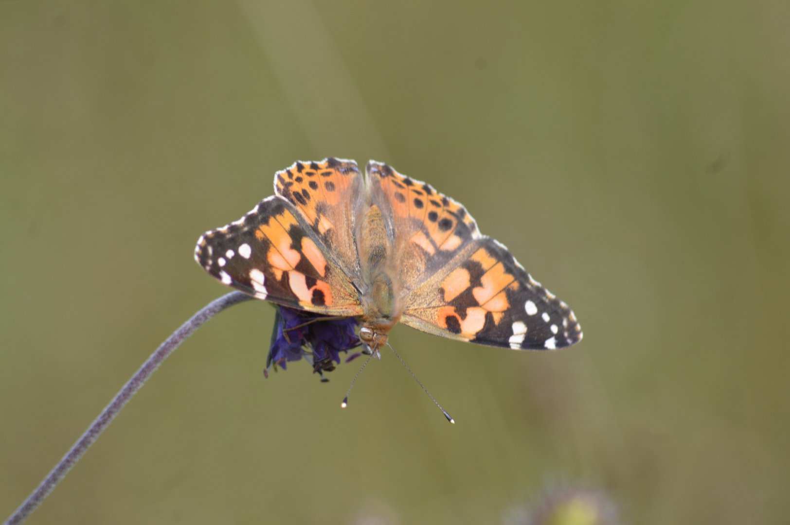 Painted Lady