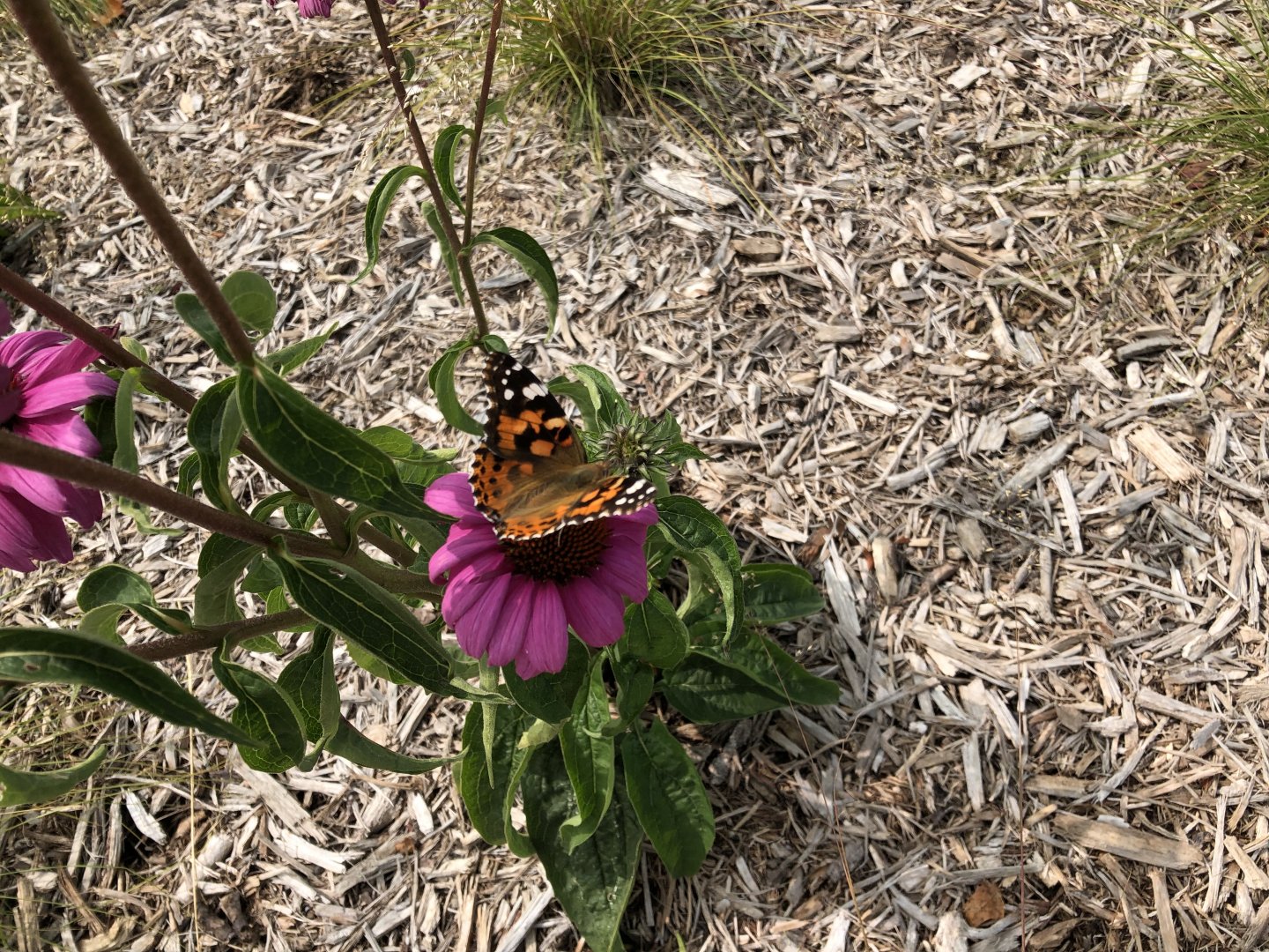 Painted lady