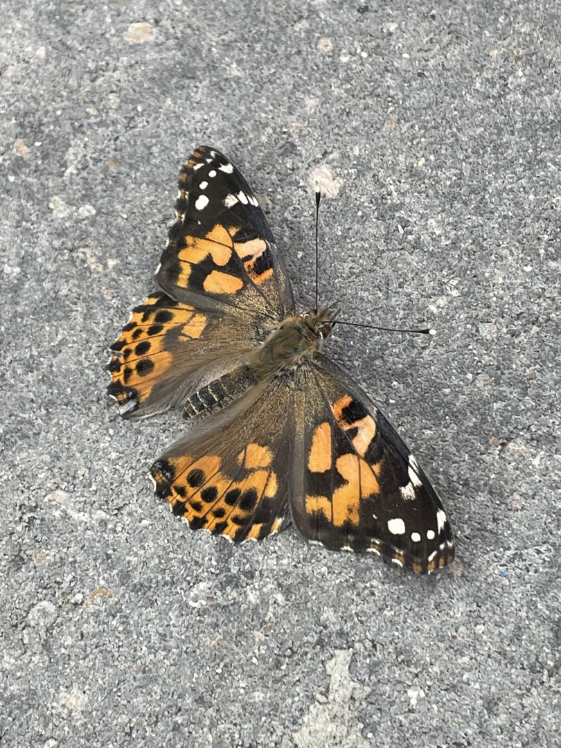 Painted lady