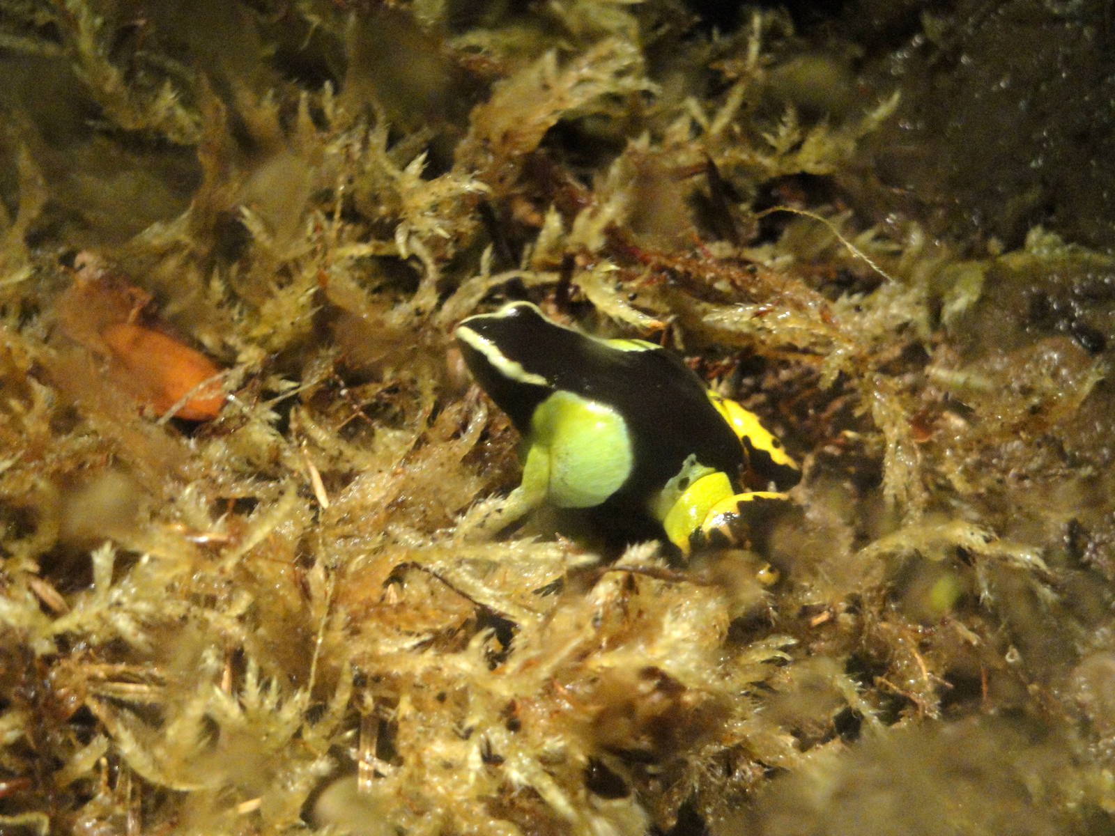 Painted Mantella